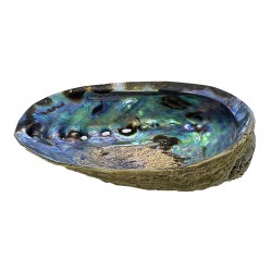 Abalone-Muschel 12x14cm